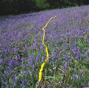 yellow and purple flowers 