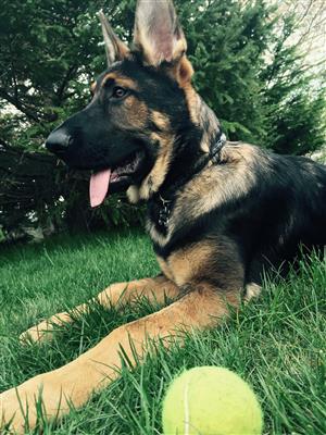 Diesel 